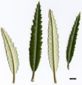 SpeciesSub: ’Zennoriensis’ (O.ilicifolia × O.lacunosa)